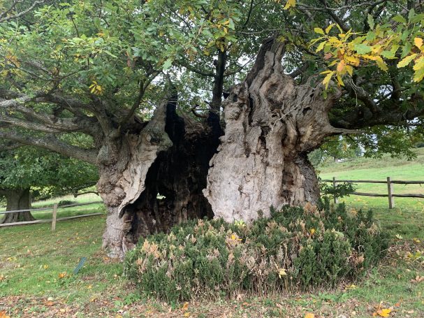 Old tree with massive hollow area