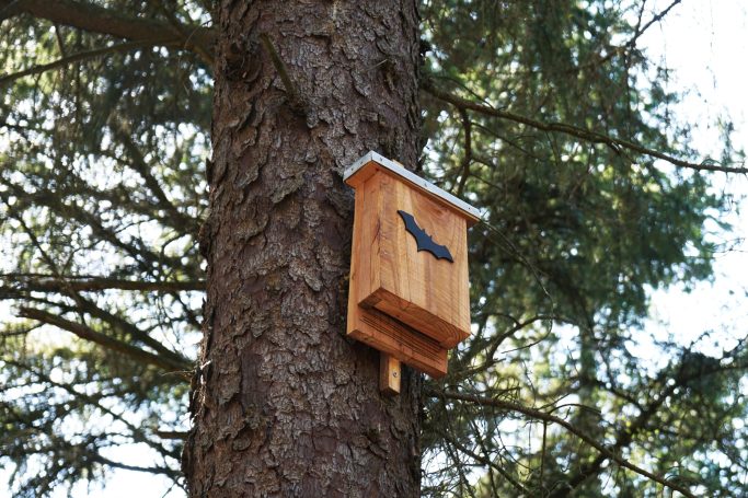 Tree with a bat box attached