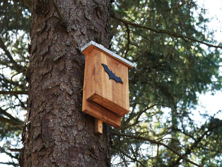 tree with a bat box attached to its trunk